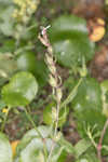 Common catchfly